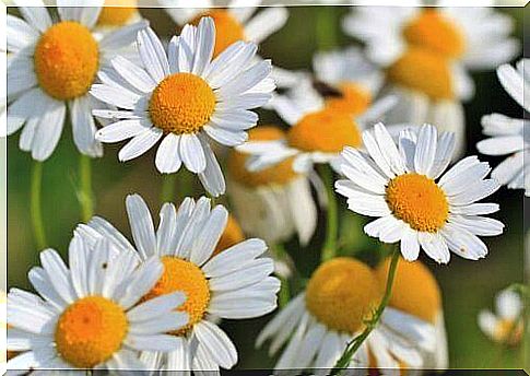 Chamomile flowers