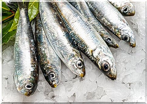 Sardines with Omega 3