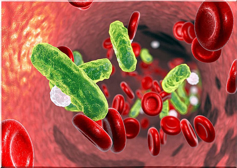 Bacteria in the blood: neonatal infection