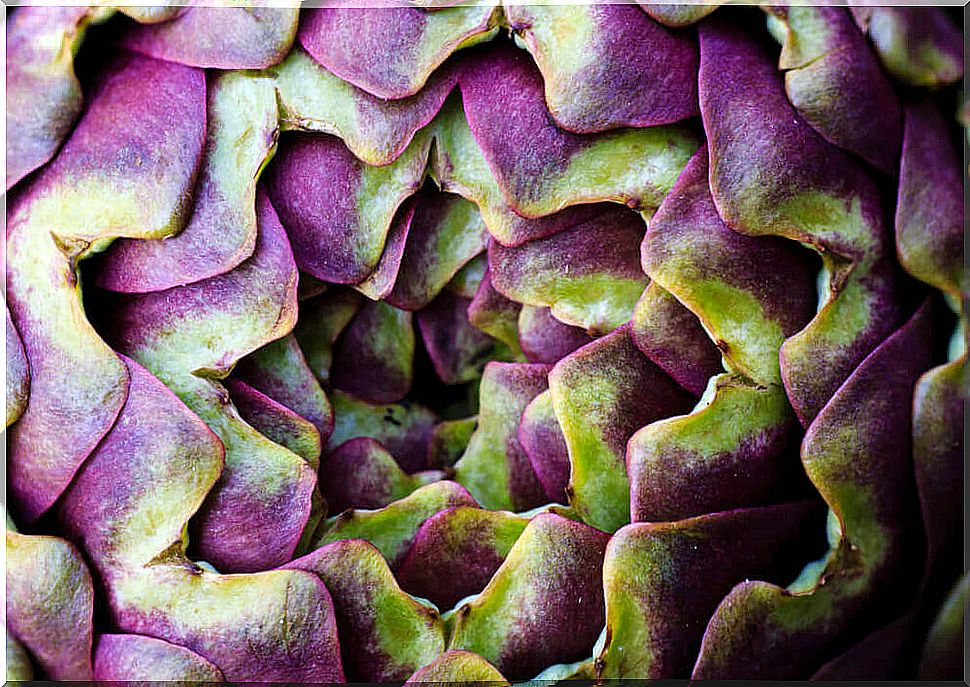 Raw artichoke in green and purple color.