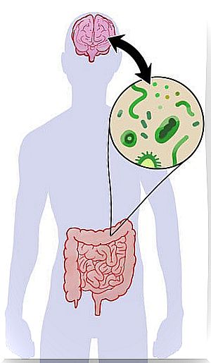 gut microbiota in autism